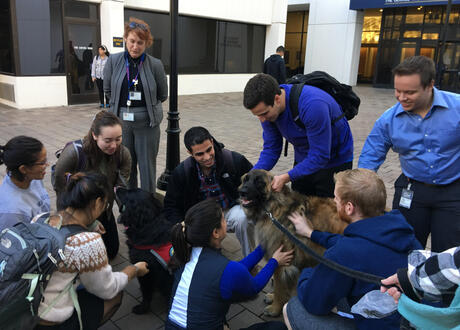 I brought therapy dogs!